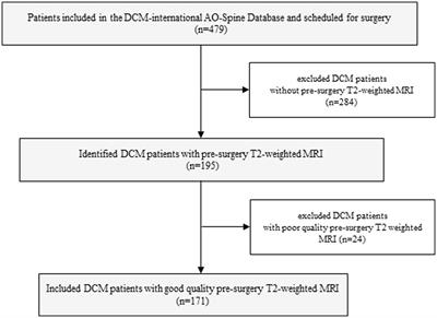 Cervical muscle morphometry and composition demonstrate prognostic value in degenerative cervical myelopathy outcomes